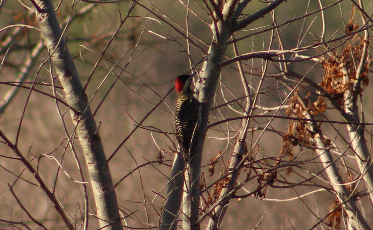 Green-barred Woodpecker - ML543372351