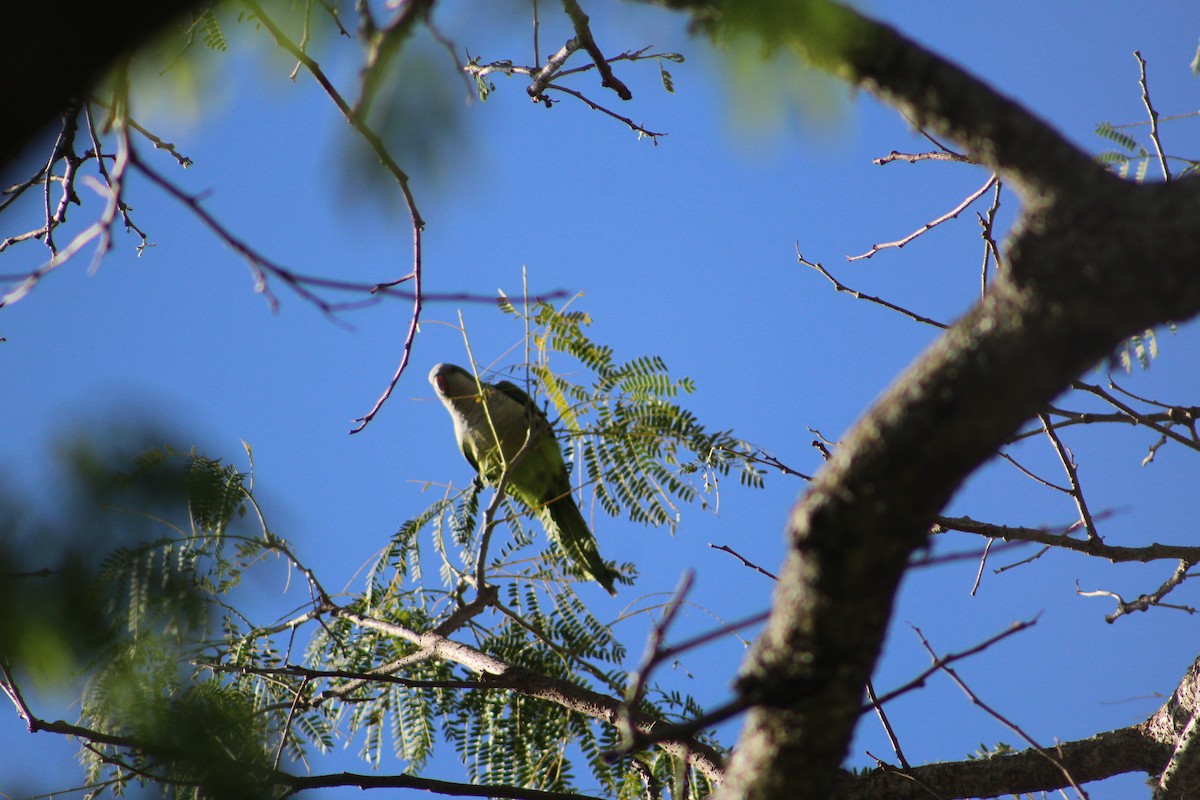 Monk Parakeet - ML543372611