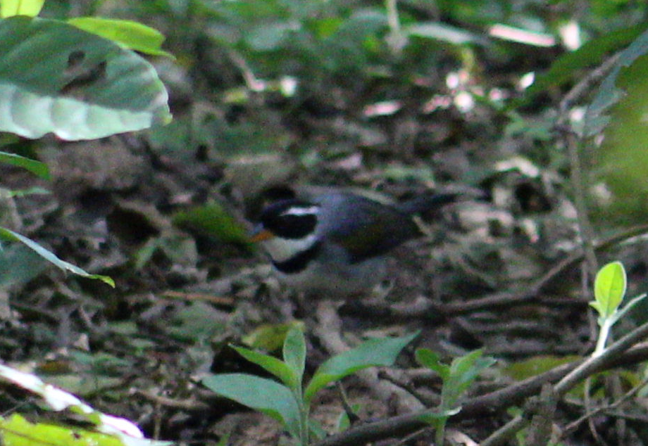 Saffron-billed Sparrow - ML543373511