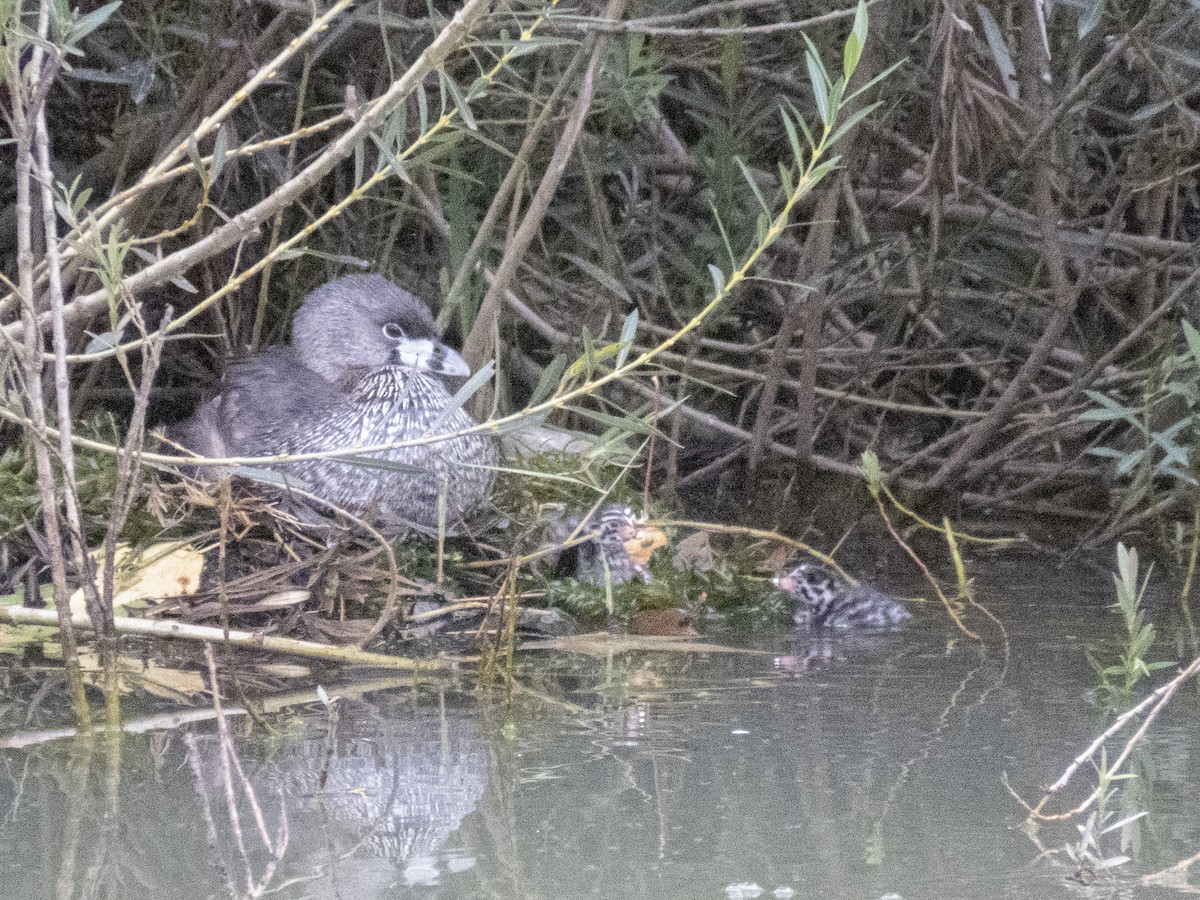 Pied-billed Grebe - CARLOS ARIEL LOPEZ ZULETA