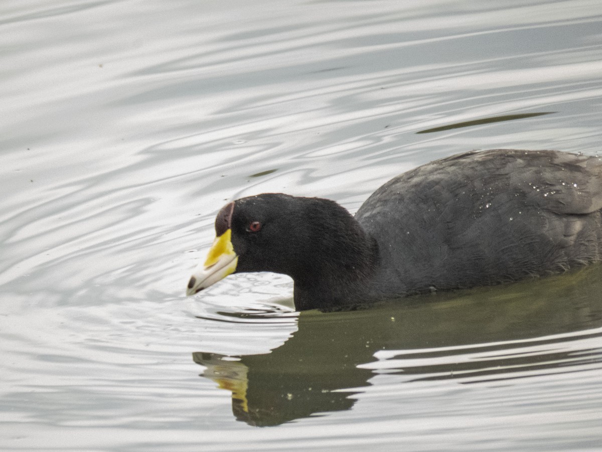 American Coot - ML543373991