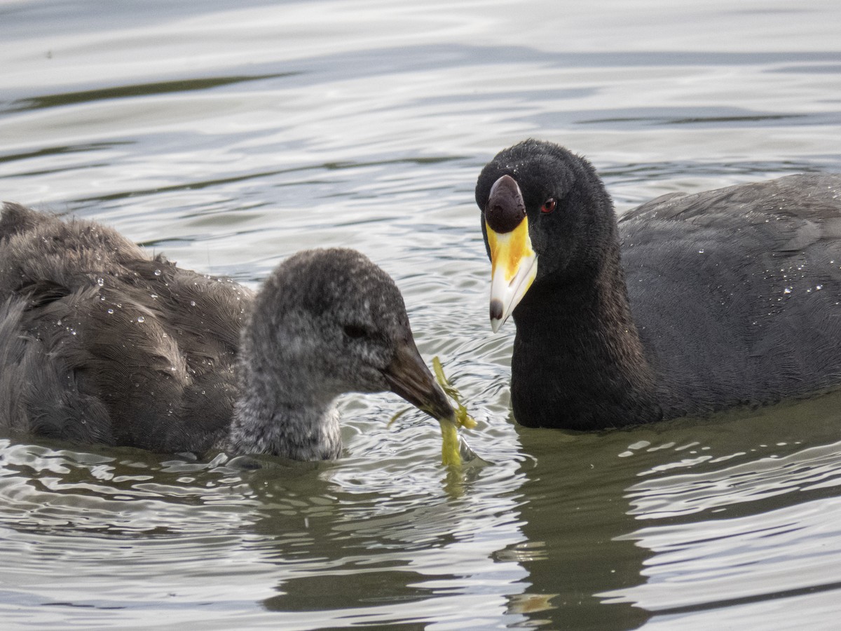 American Coot - ML543374001