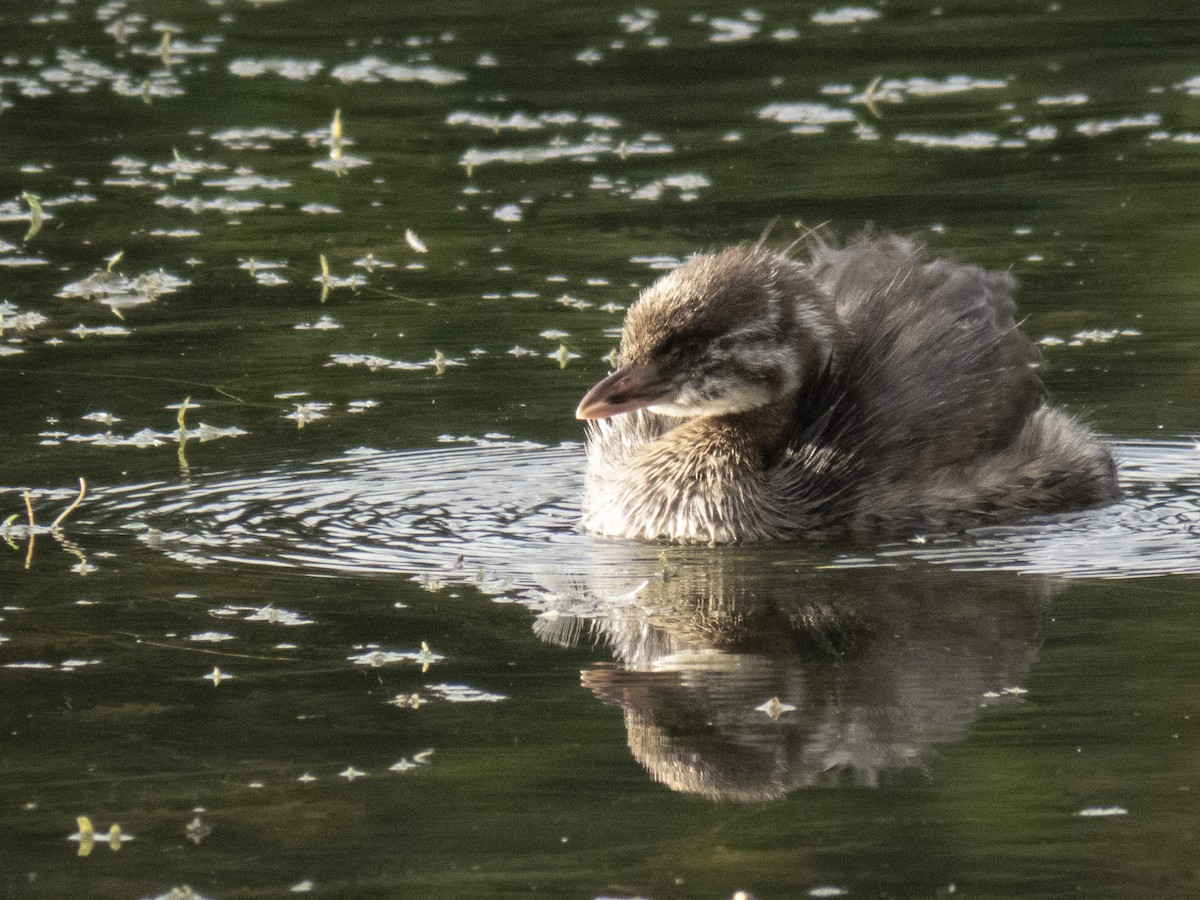オビハシカイツブリ - ML543374051
