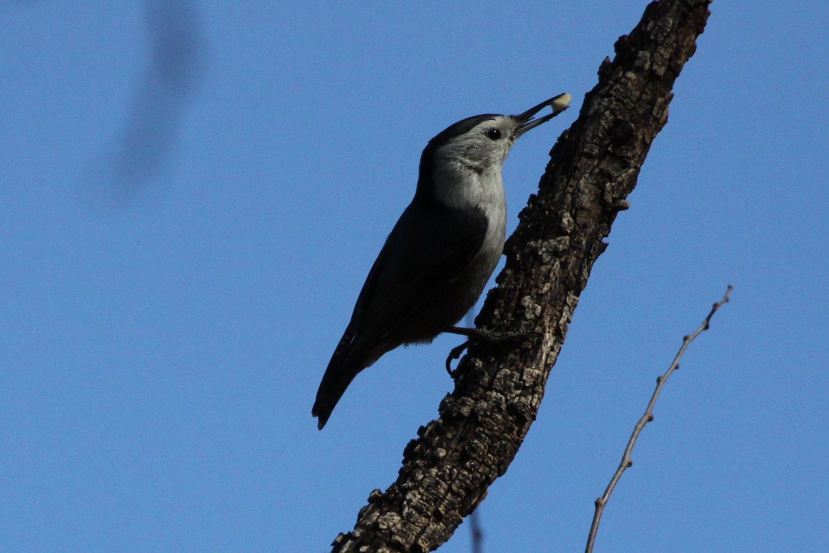 White-breasted Nuthatch - ML543374161