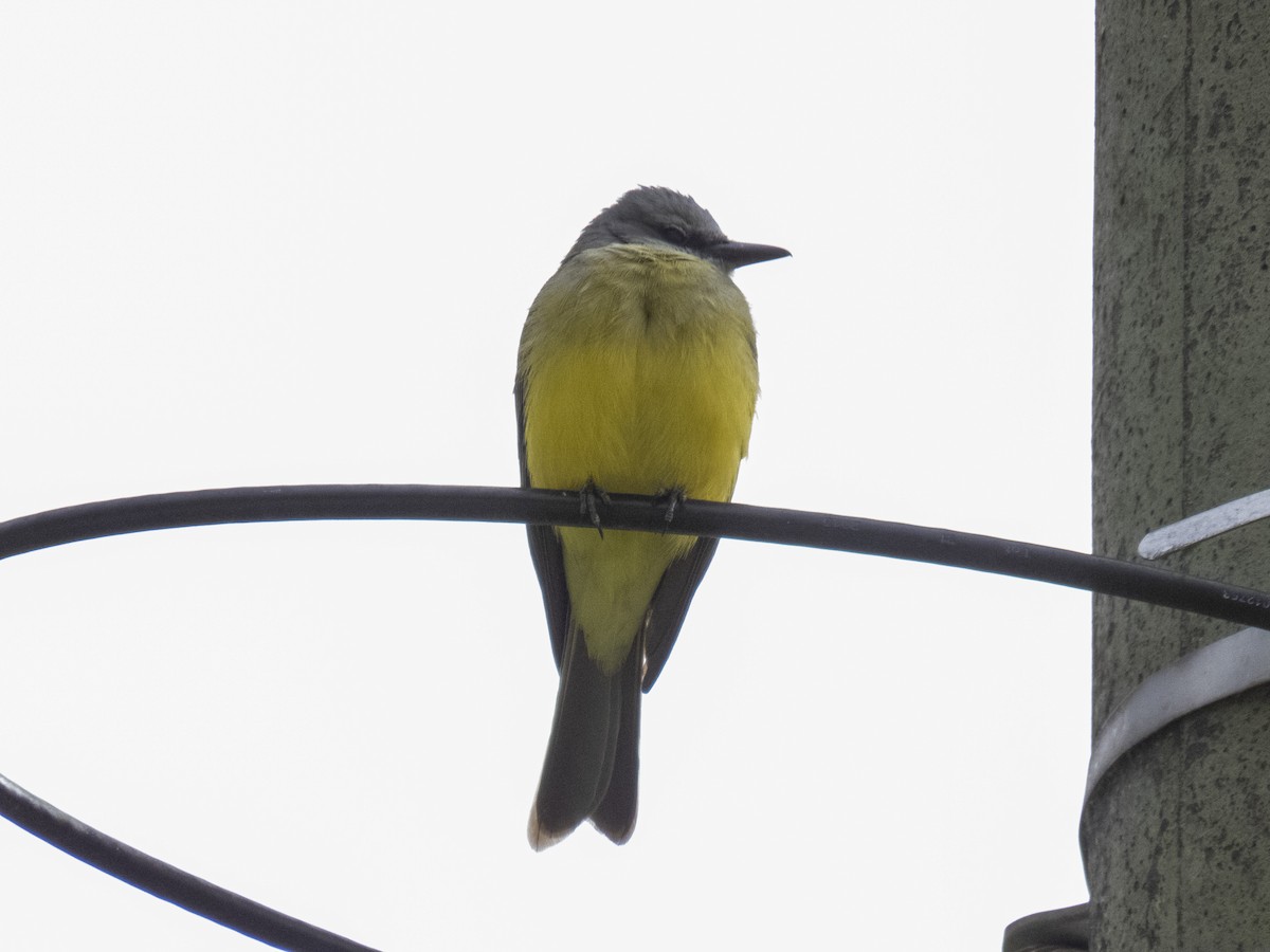 オリーブタイランチョウ - ML543374681