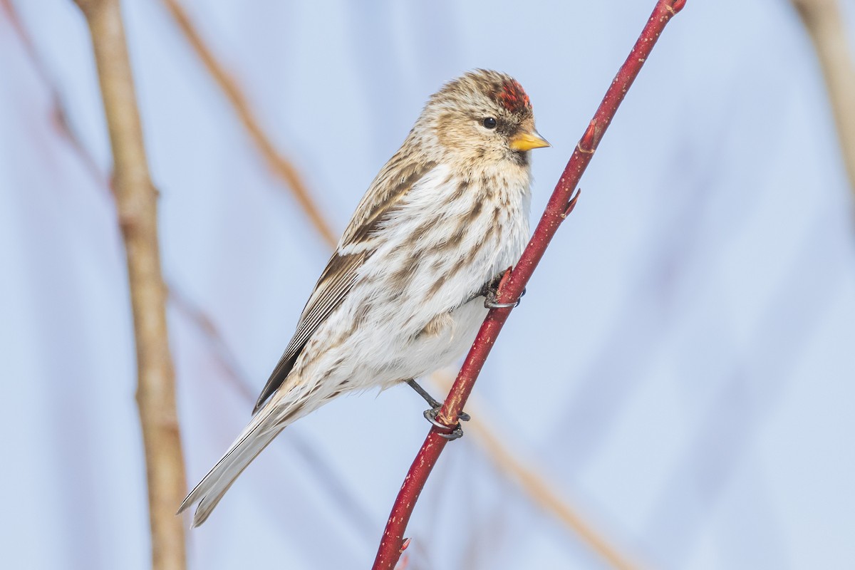 Common Redpoll - ML543374741