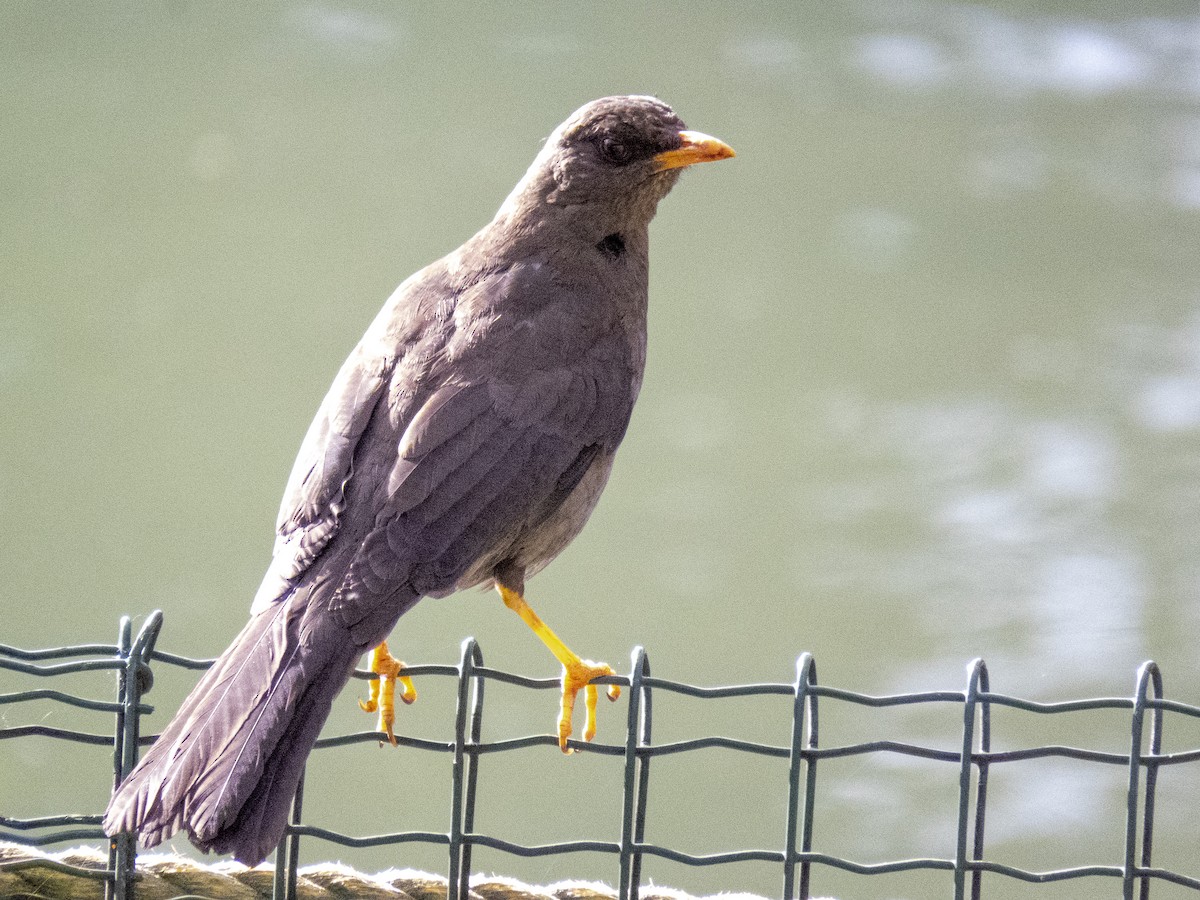 Great Thrush - ML543374751