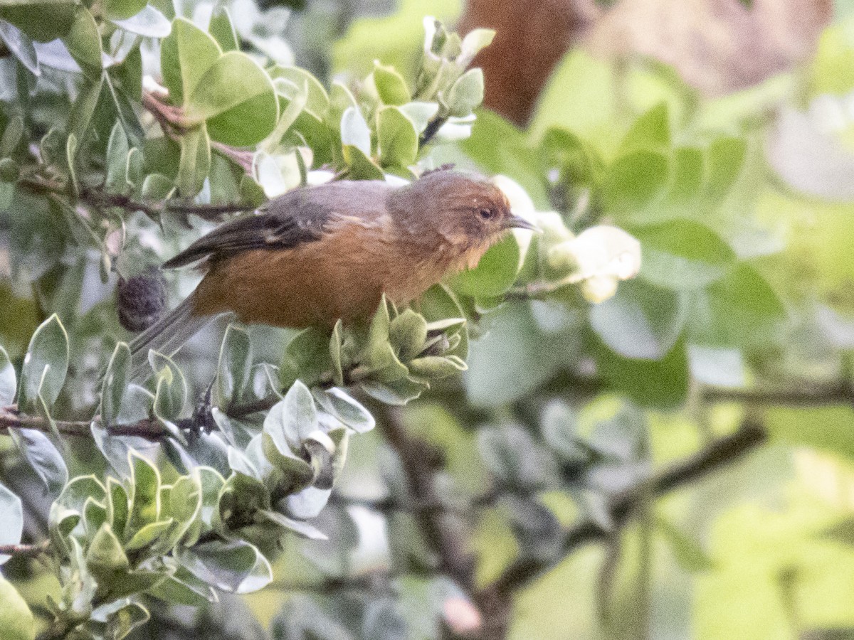 アカマユマルハシミツドリ - ML543374801