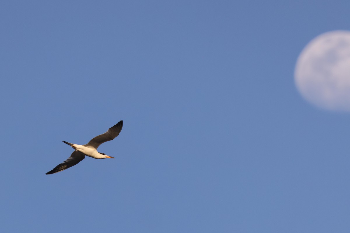 Royal Tern - ML543374961
