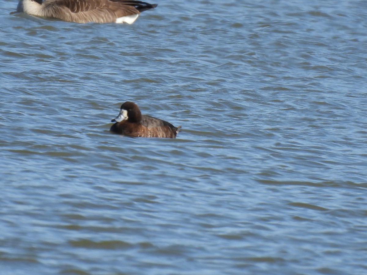 Greater Scaup - ML543375031