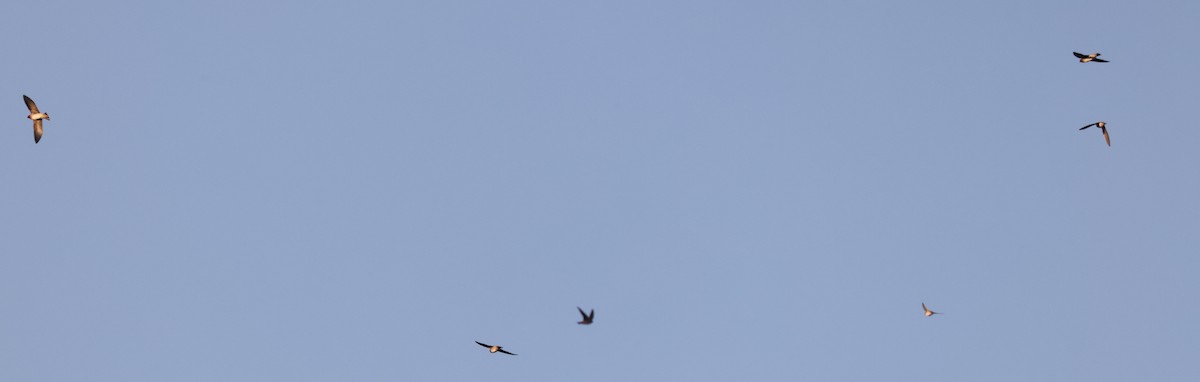 Cliff Swallow (pyrrhonota Group) - ML543375161