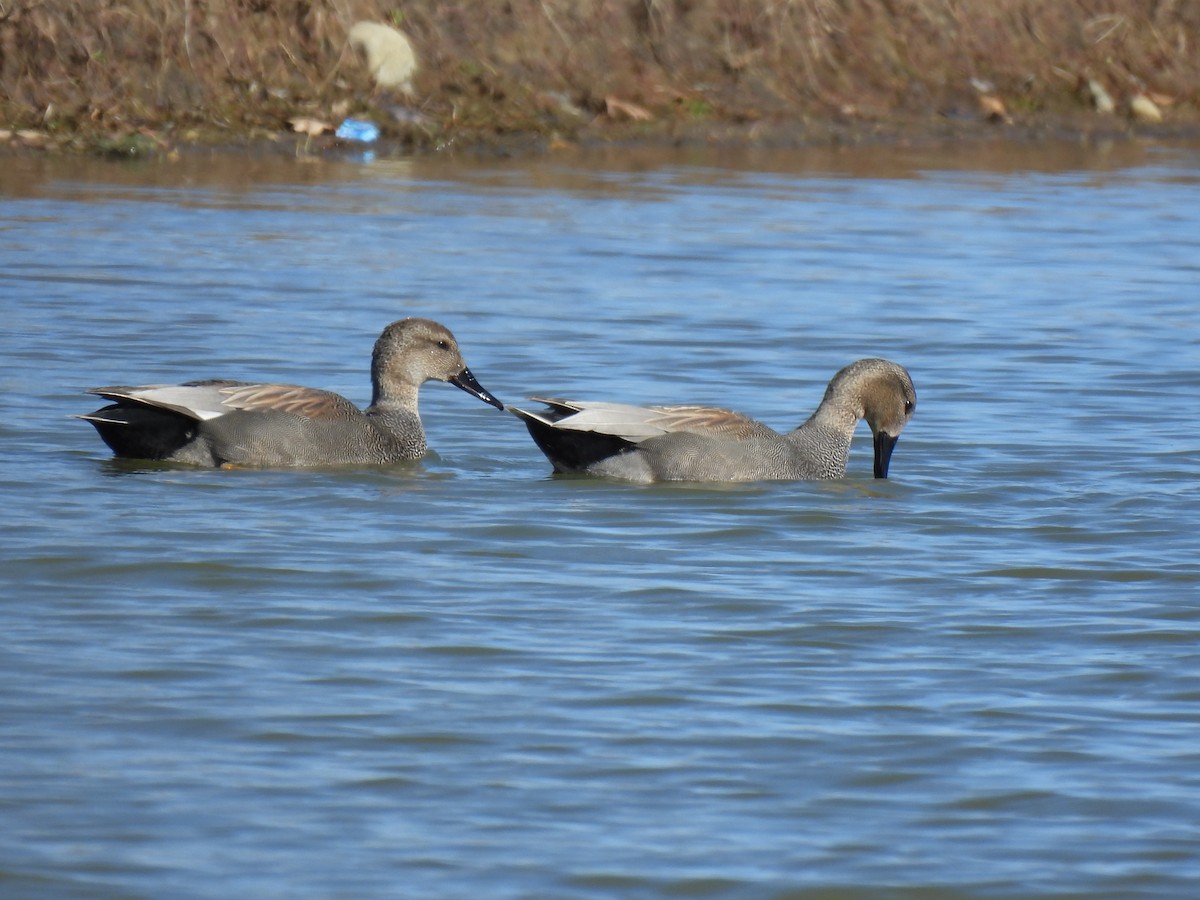 Gadwall - ML543375311
