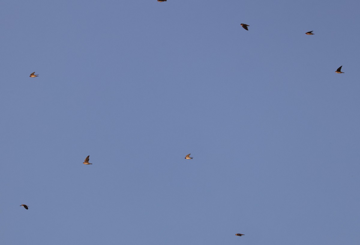 Cave Swallow (Texas) - ML543375391