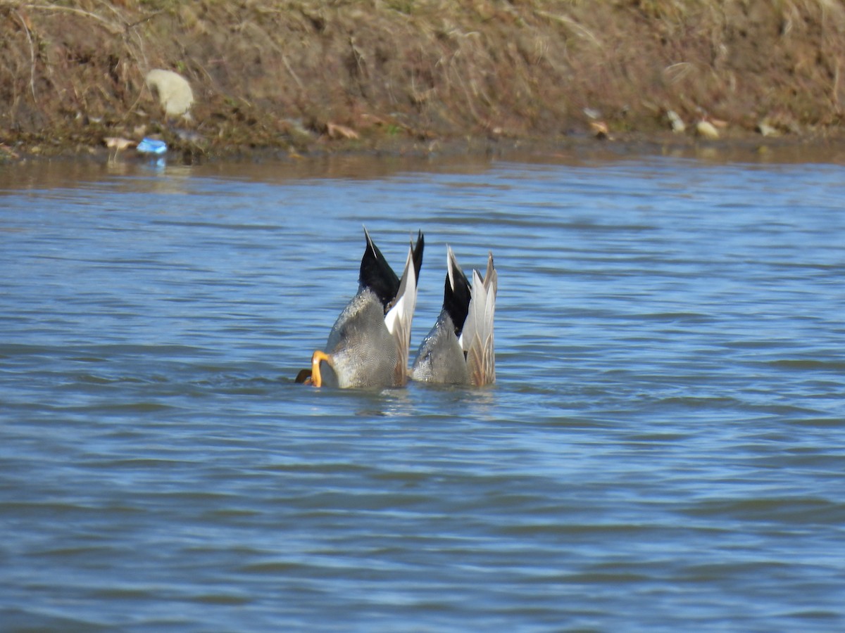 Gadwall - ML543377341