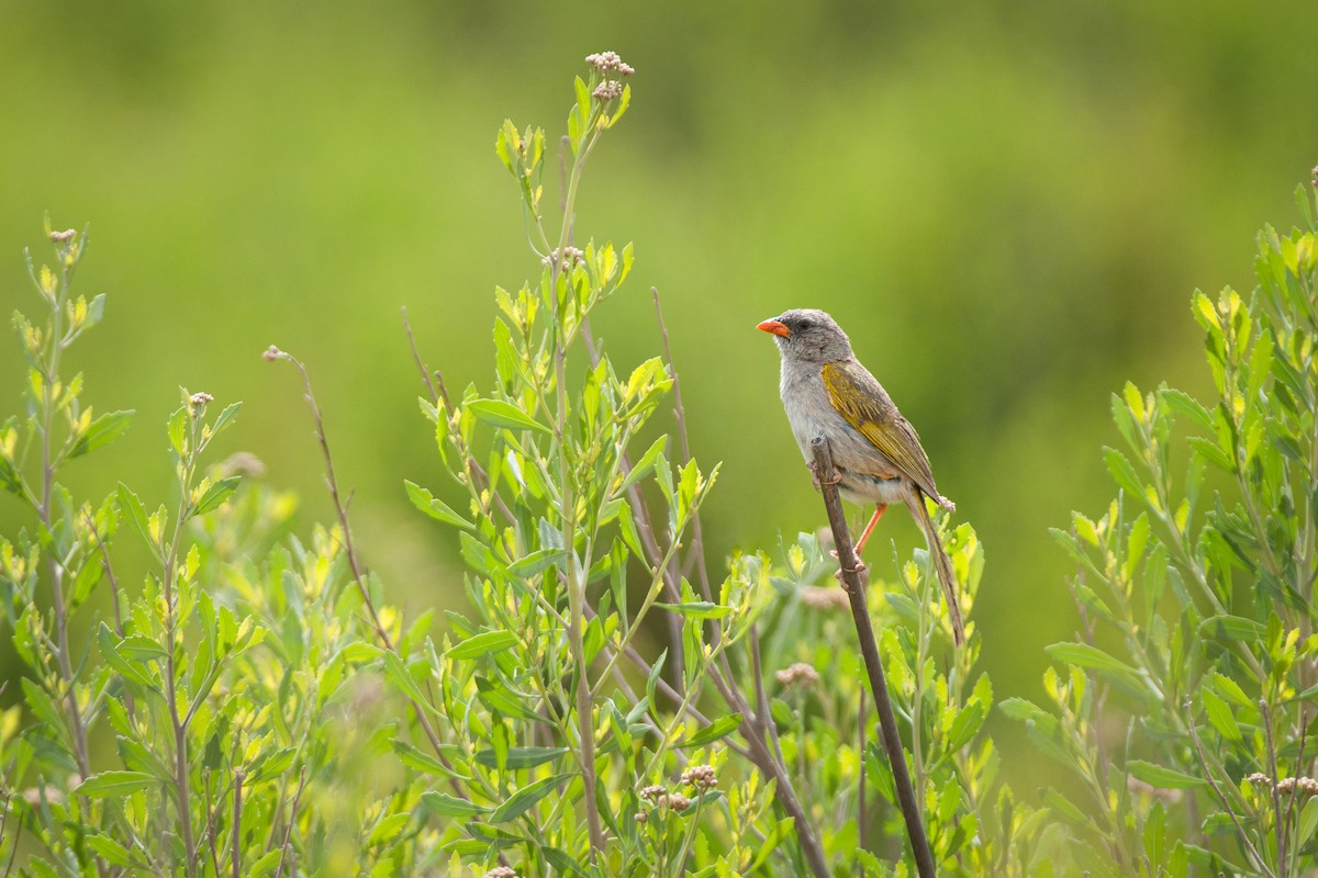 Great Pampa-Finch (Western) - Jérémy Calvo
