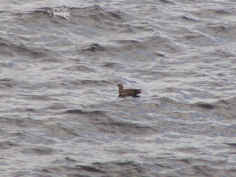 Great Skua - ML54337811