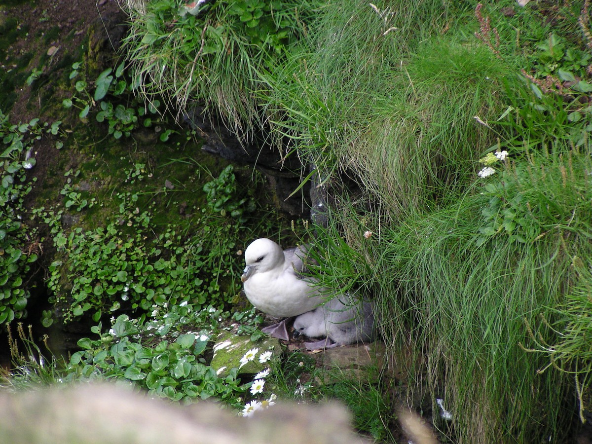 Northern Fulmar - ML54337831