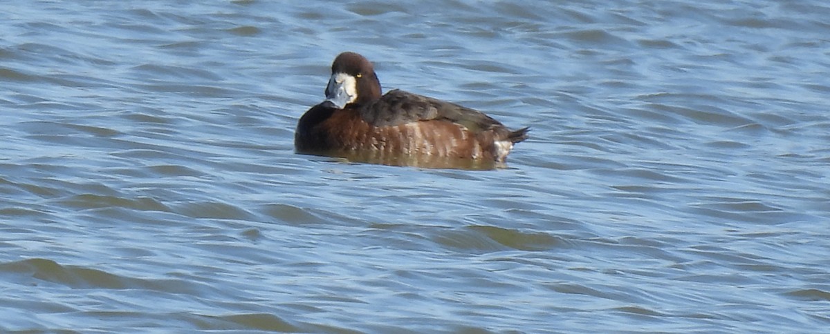Greater Scaup - ML543379251