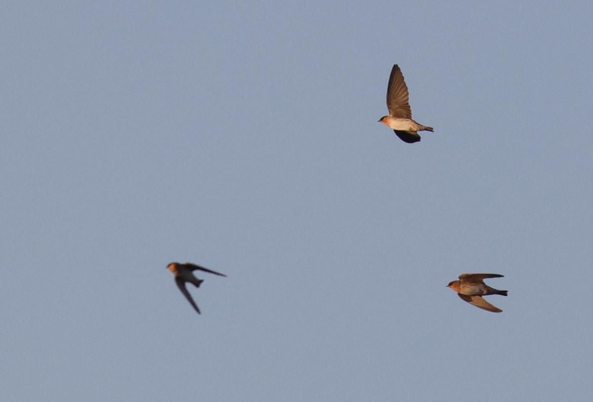 Cave Swallow (Texas) - ML543379971