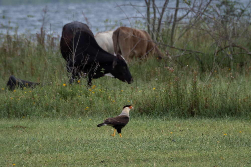 Crested Caracara - Vitor Rolf Laubé