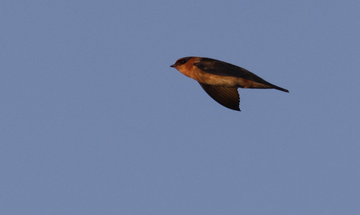 Cave Swallow (Texas) - ML543380221