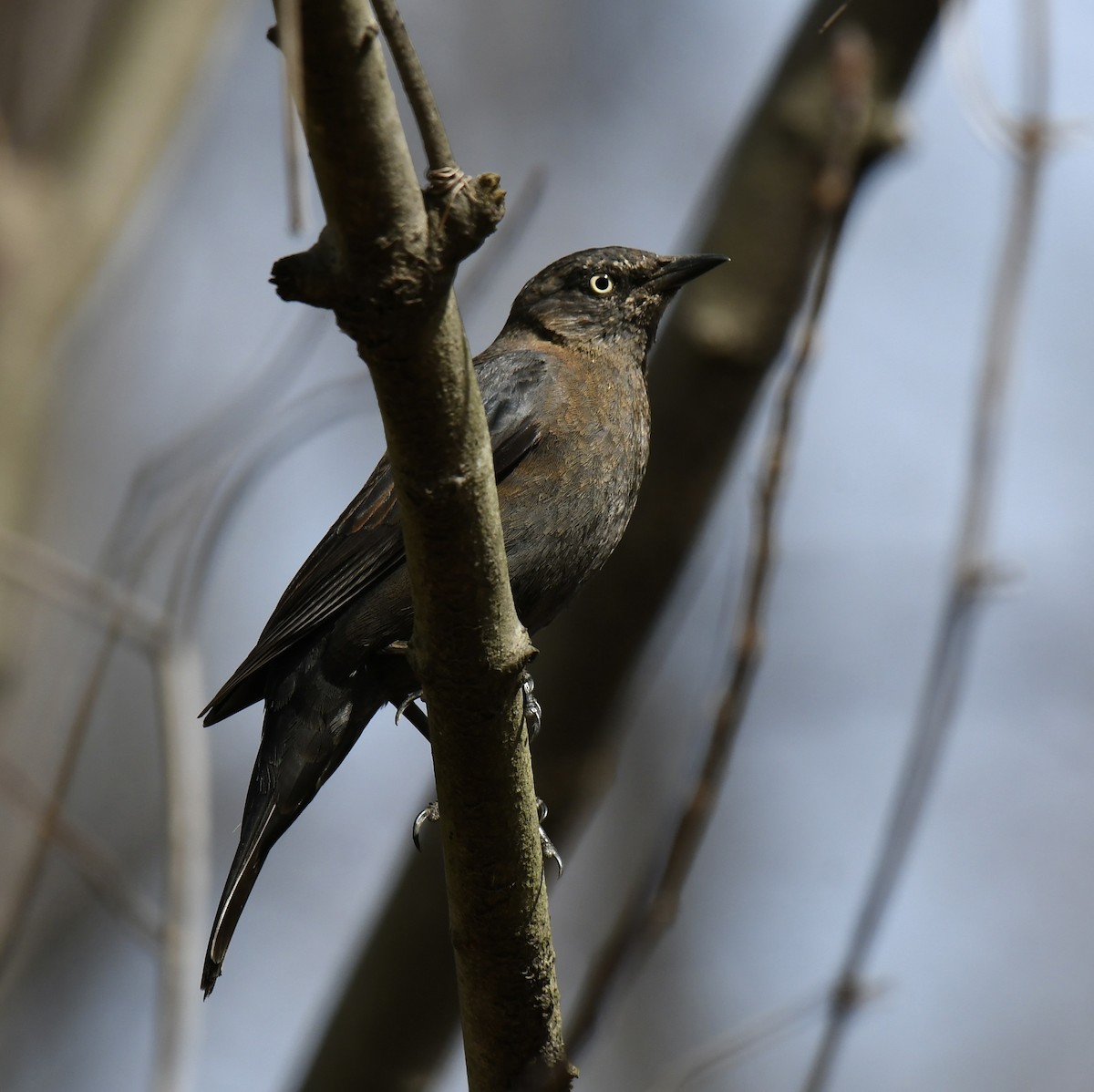 Rusty Blackbird - ML543380741