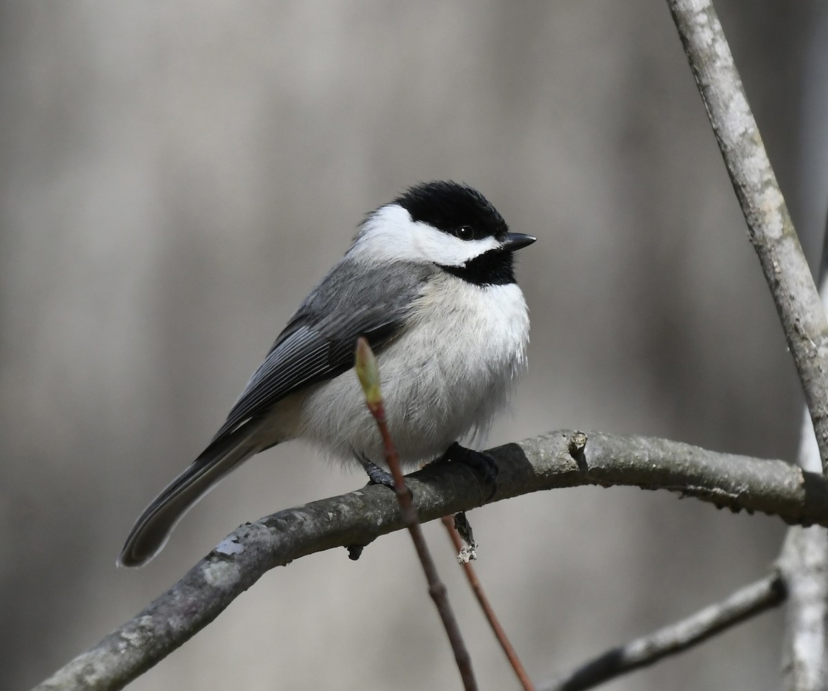 Carolina Chickadee - ML543380921