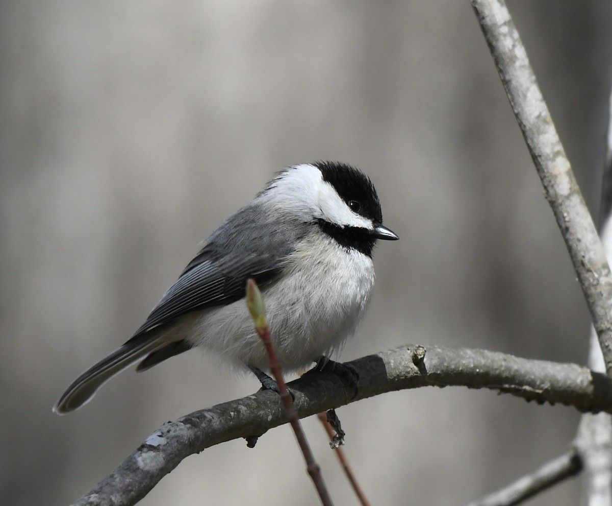 Carolina Chickadee - ML543380931