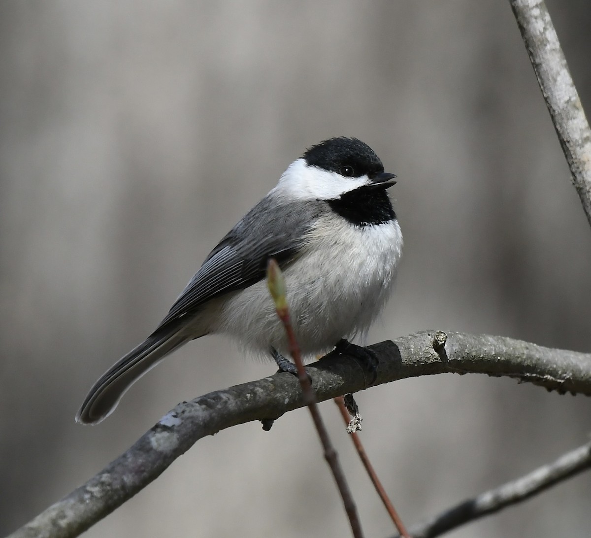 Carolina Chickadee - ML543380941