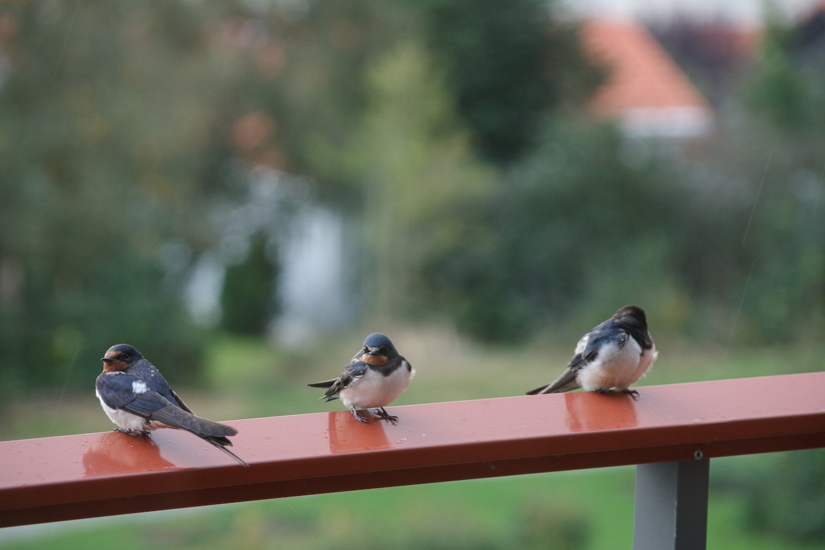 Barn Swallow - ML54338101