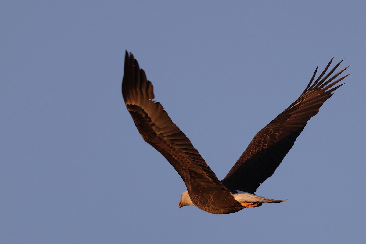 Bald Eagle - ML543381361