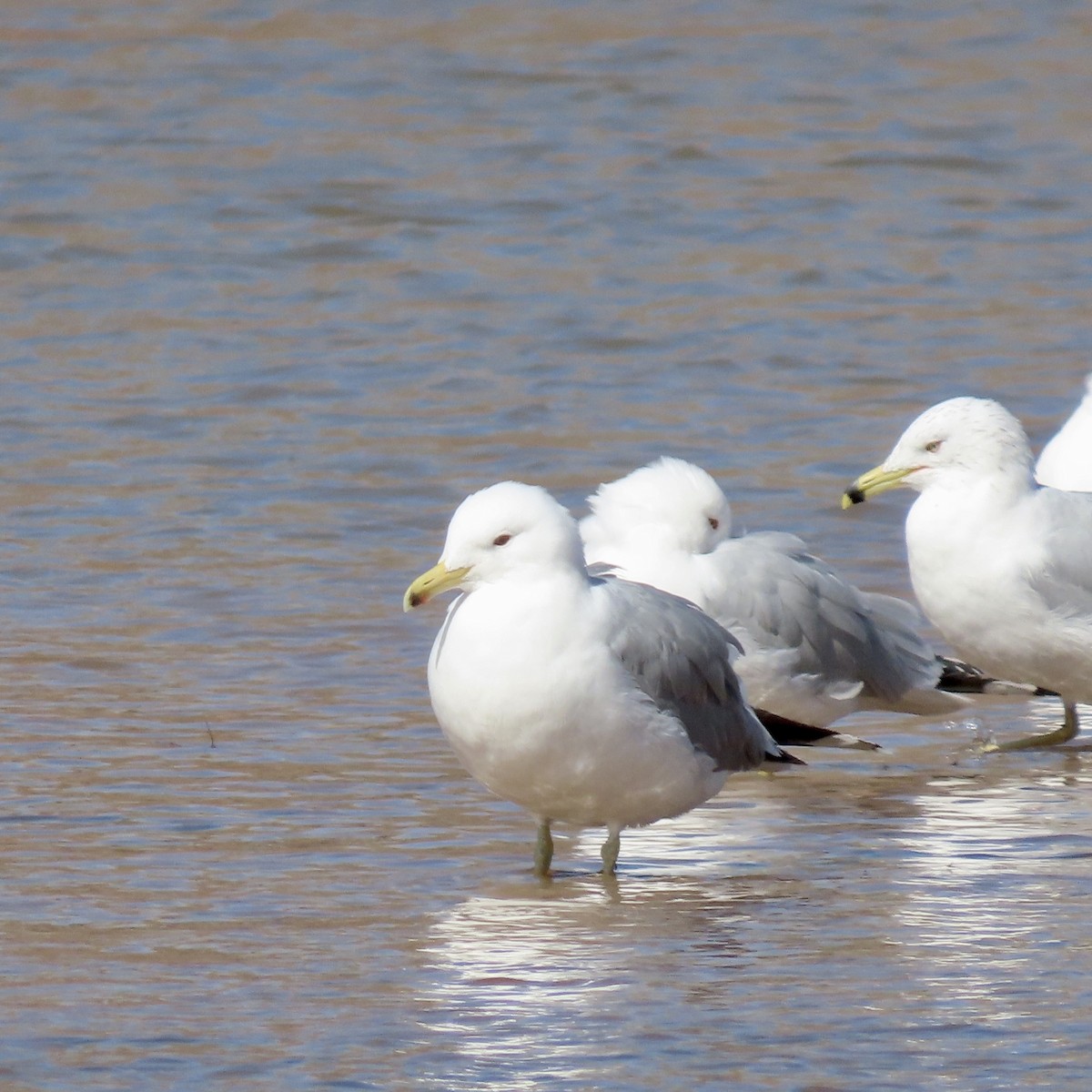 Gaviota Californiana - ML543381621