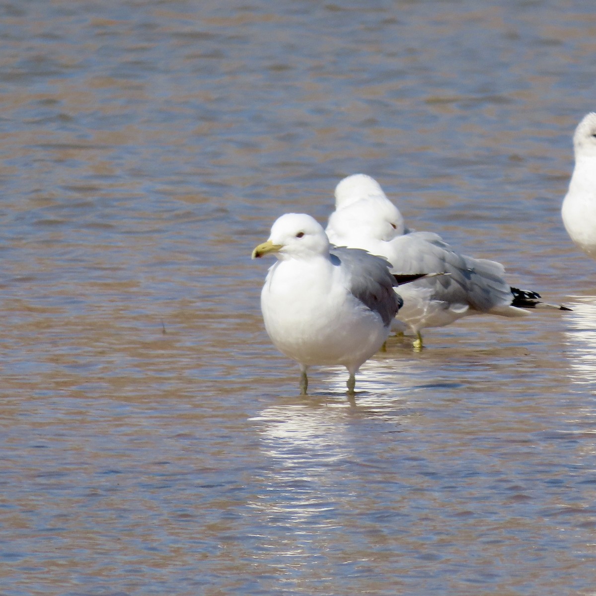 Gaviota Californiana - ML543381631