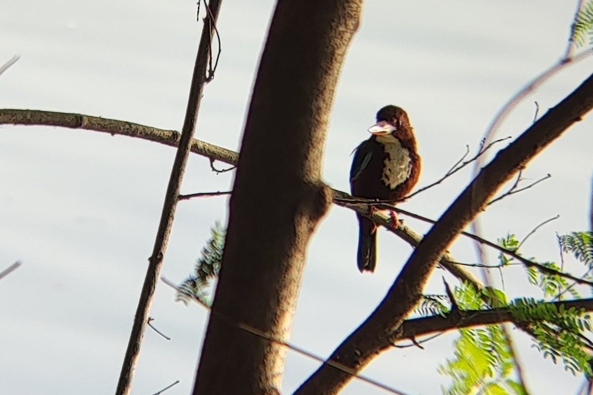 White-throated Kingfisher - Neelakantan KK
