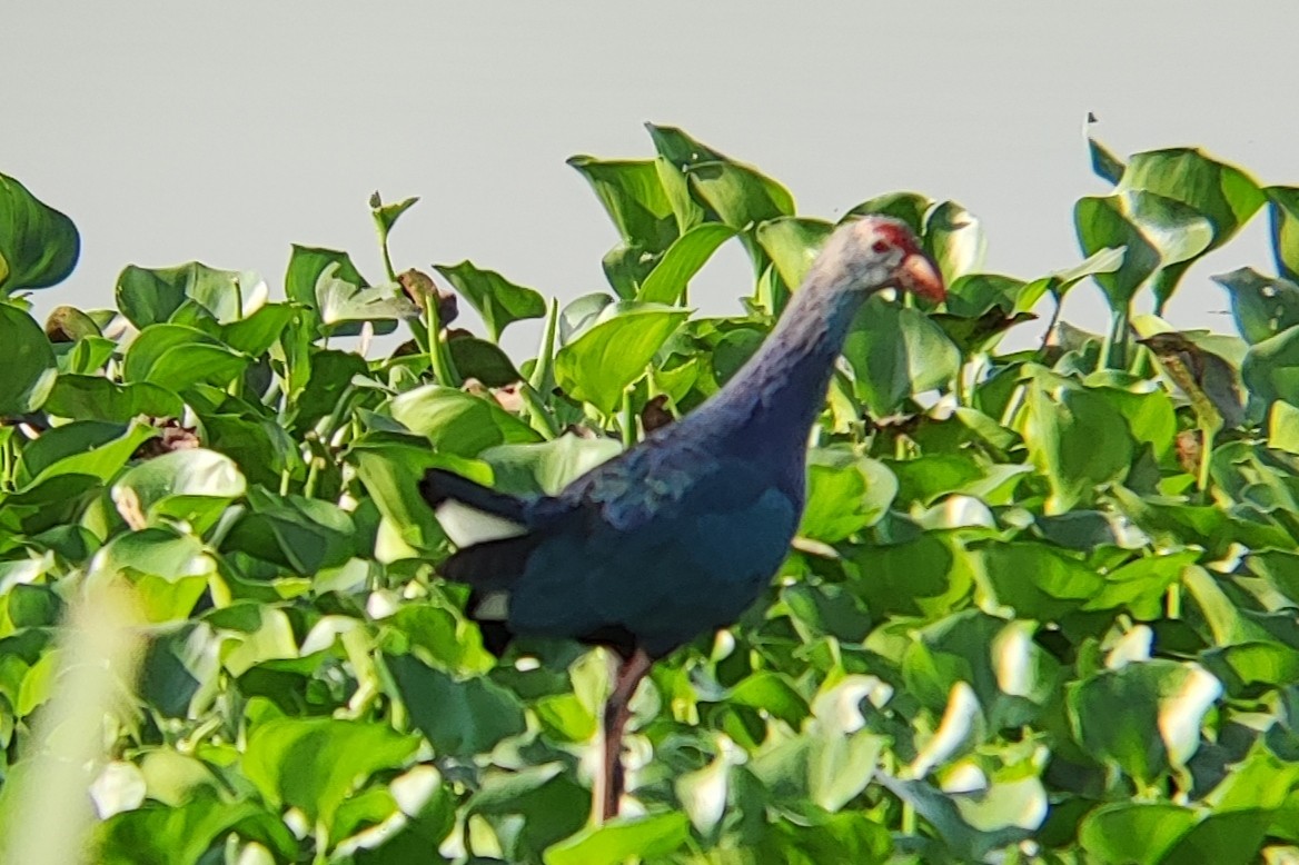 Gray-headed Swamphen - ML543382531