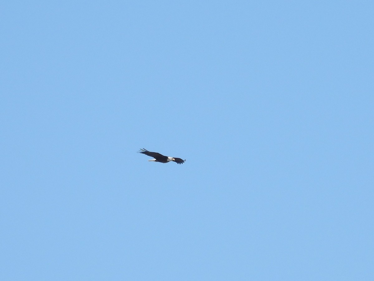 Bald Eagle - ML543383071