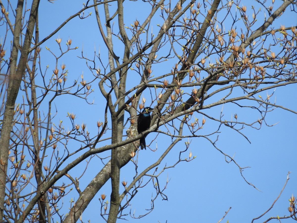 Common Grackle - Isaiah Craft