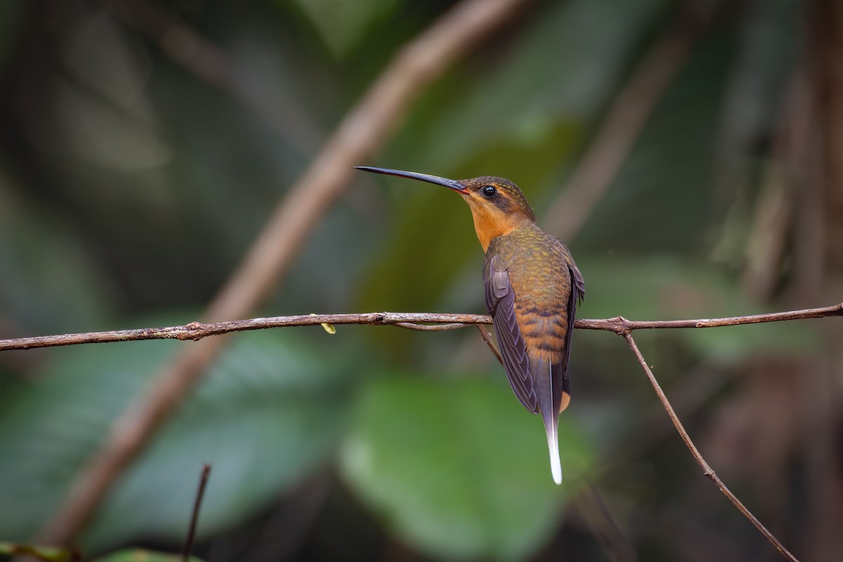 Needle-billed Hermit - ML543383201