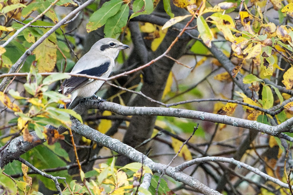 Northern Shrike - ML543383311