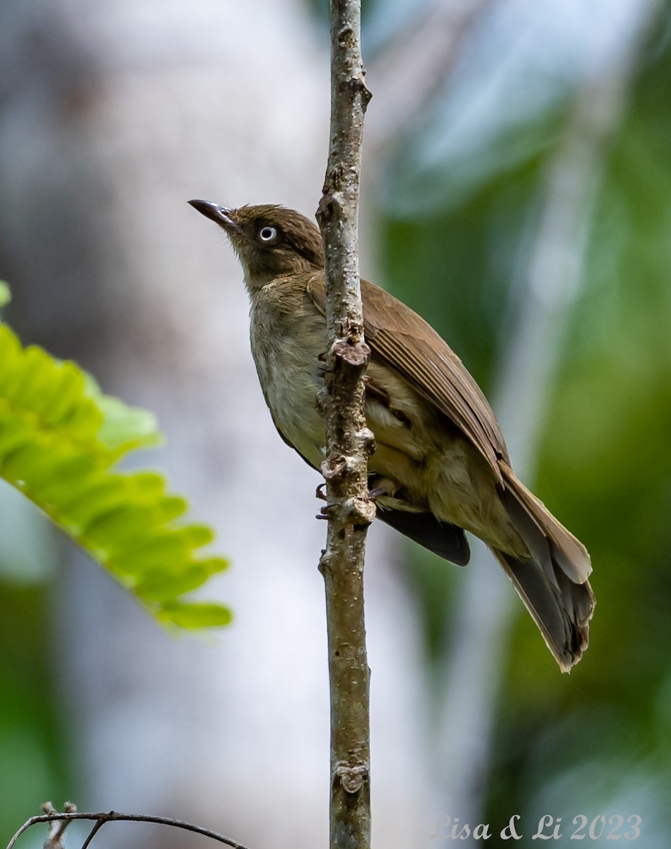 Cream-vented Bulbul (White-eyed) - Lisa & Li Li