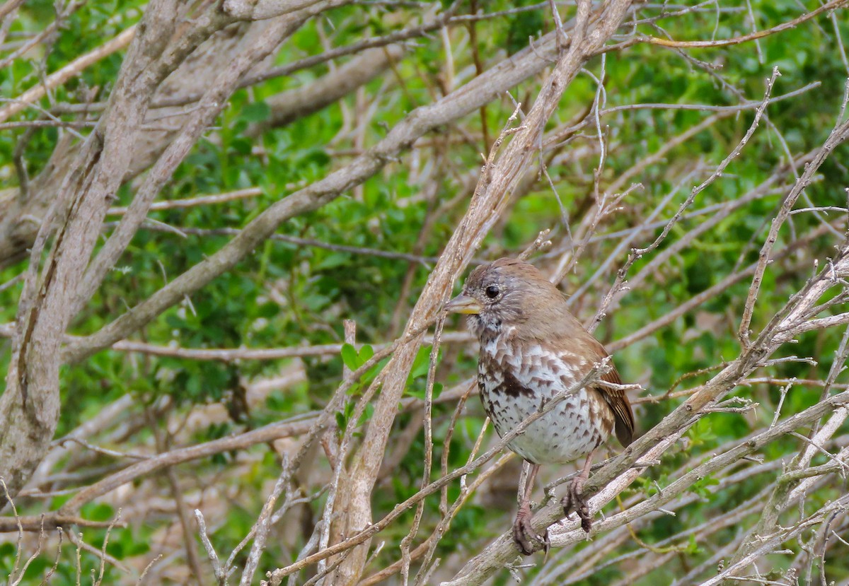 Fox Sparrow (Sooty) - Herb Elliott