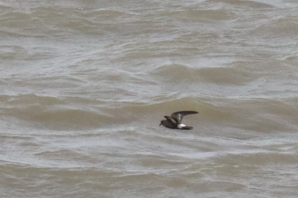 European Storm-Petrel - ML543384481