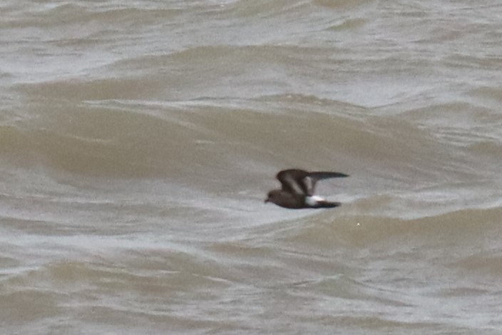 European Storm-Petrel - ML543384491