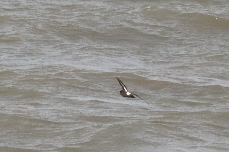 European Storm-Petrel - ML543384501