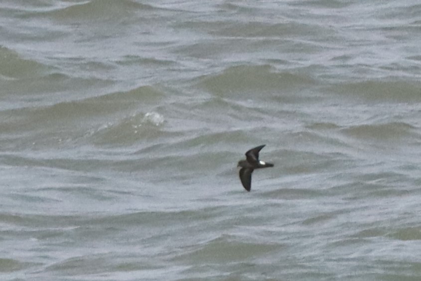 European Storm-Petrel - ML543384511