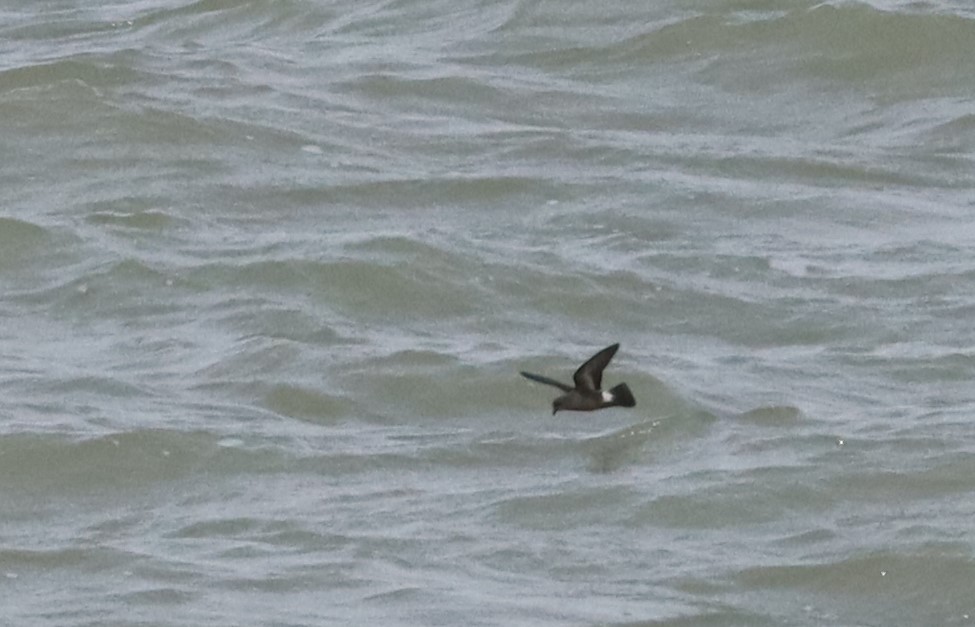 European Storm-Petrel - ML543384521