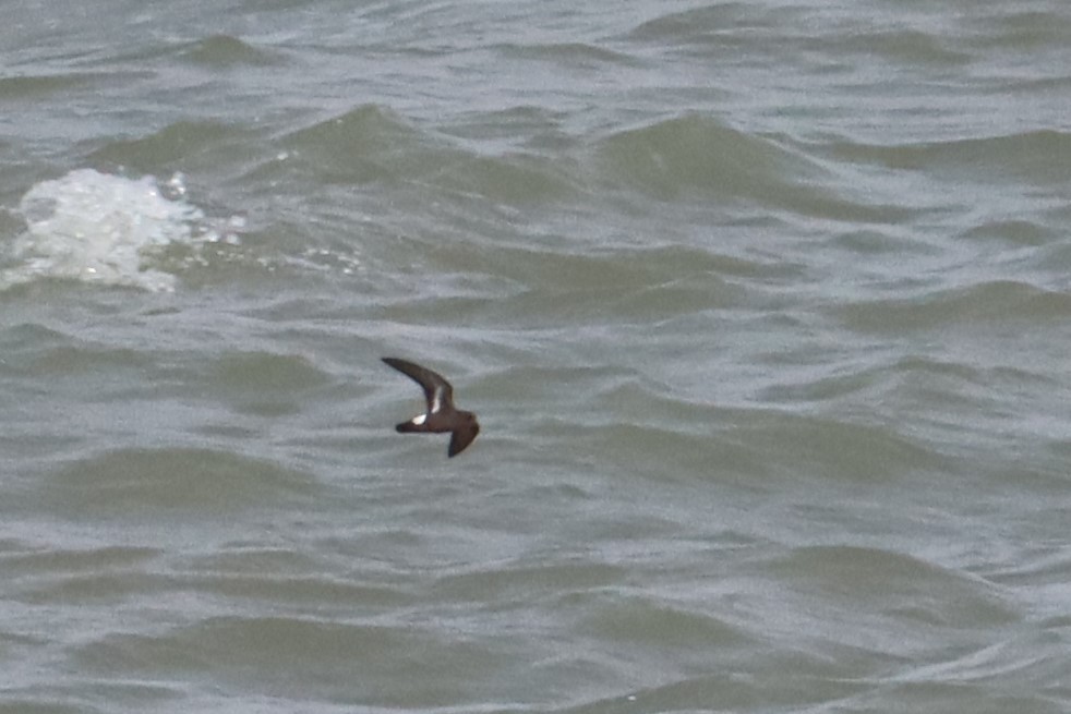 European Storm-Petrel - ML543384631