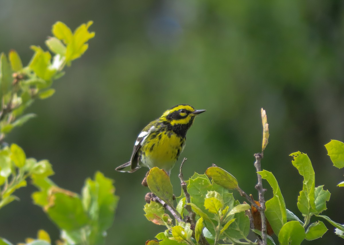 Townsend's Warbler - ML543384651