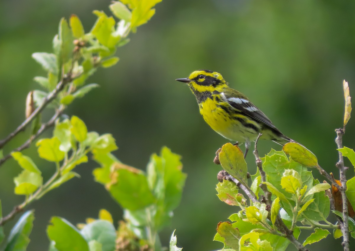 Townsend's Warbler - ML543384671