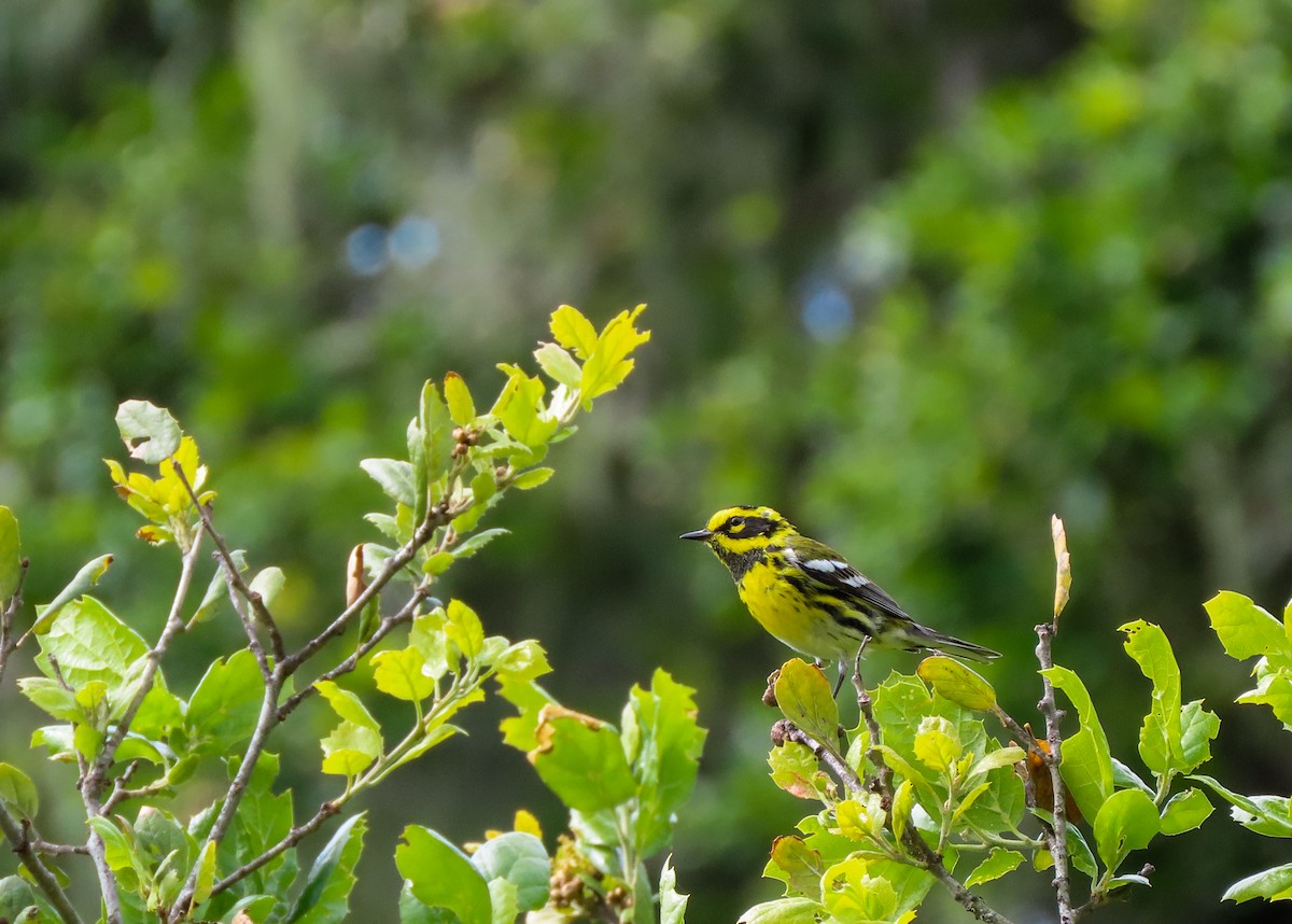 Townsend's Warbler - ML543384681